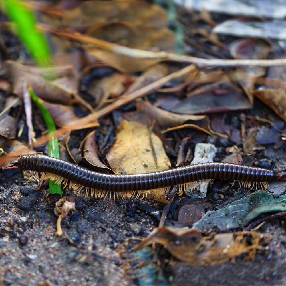 millipede