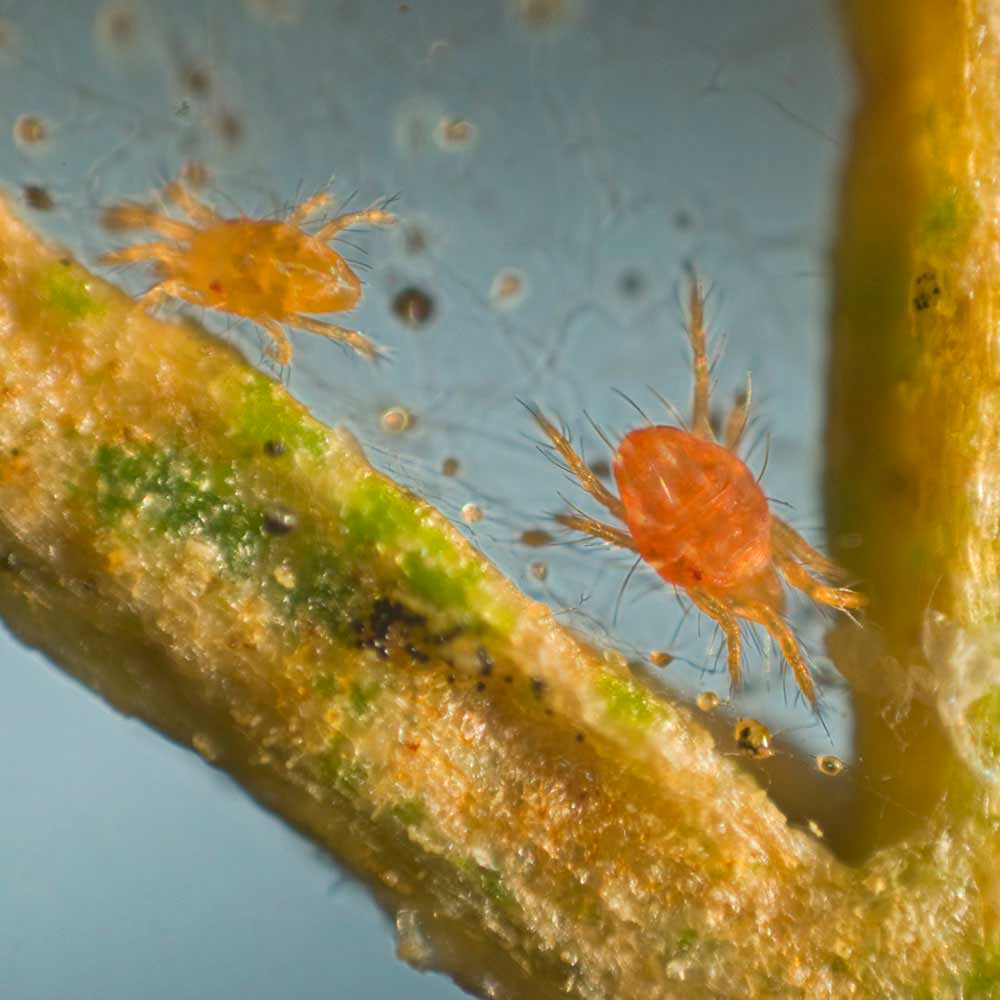 mites