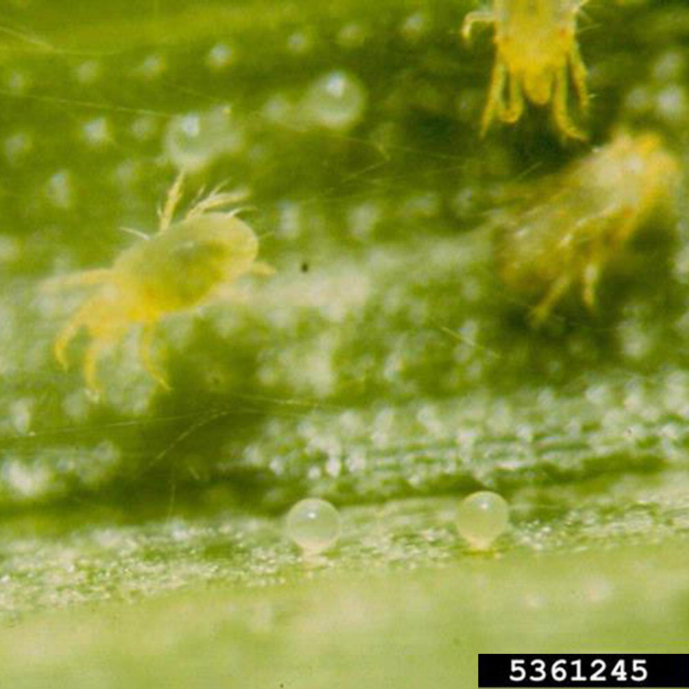 mites