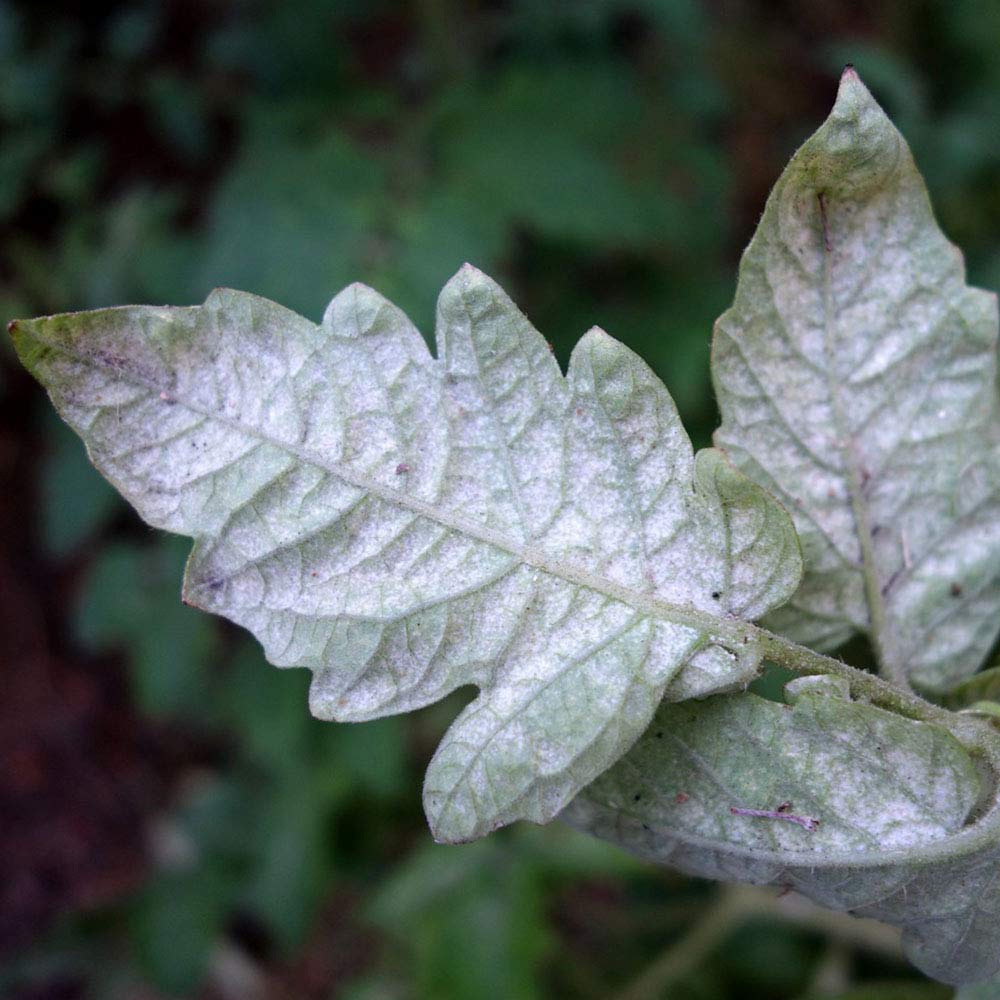 mites on leaf