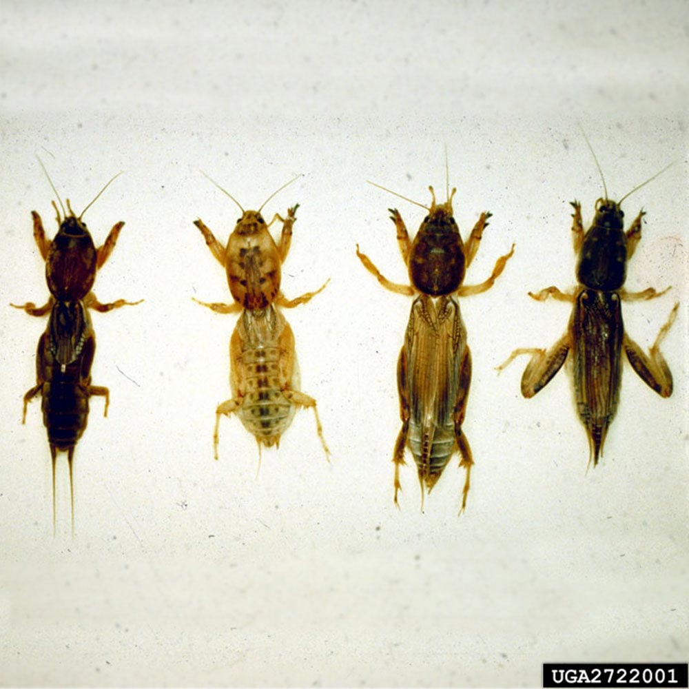 mole crickets