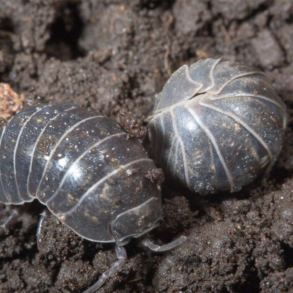 pillbugs