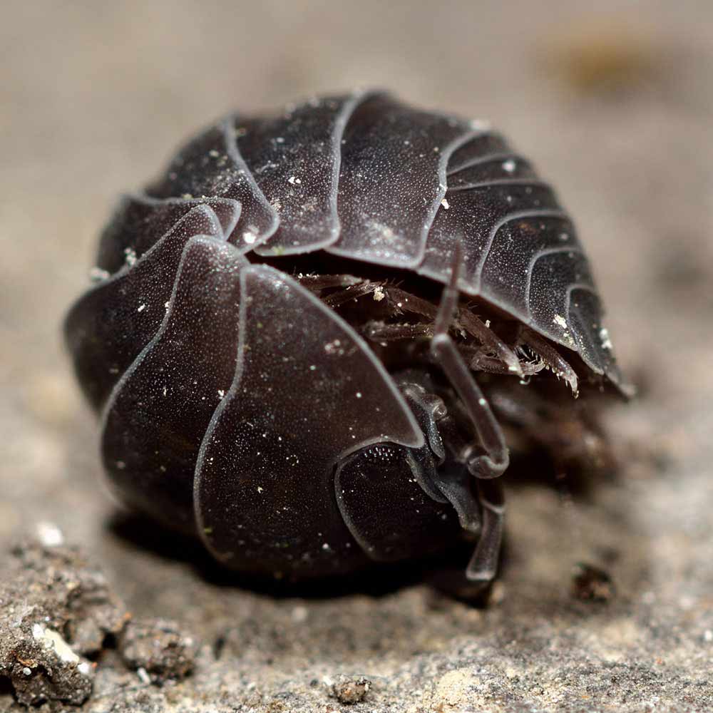 pillbug
