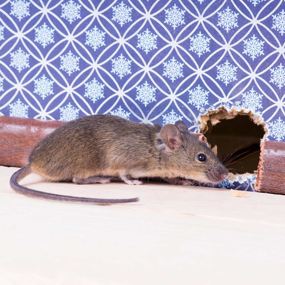 Amdro Fiskars Machete 24" Reusable Kills 12 mice rats Rodent'sBrown  100534974 