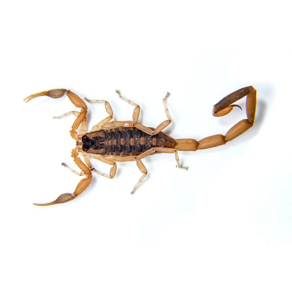 Scorpions