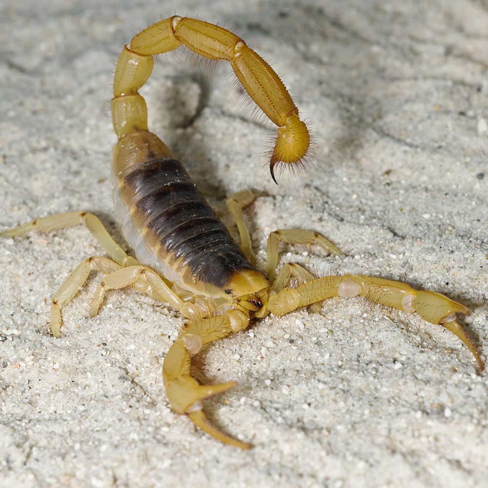 Scorpion1000