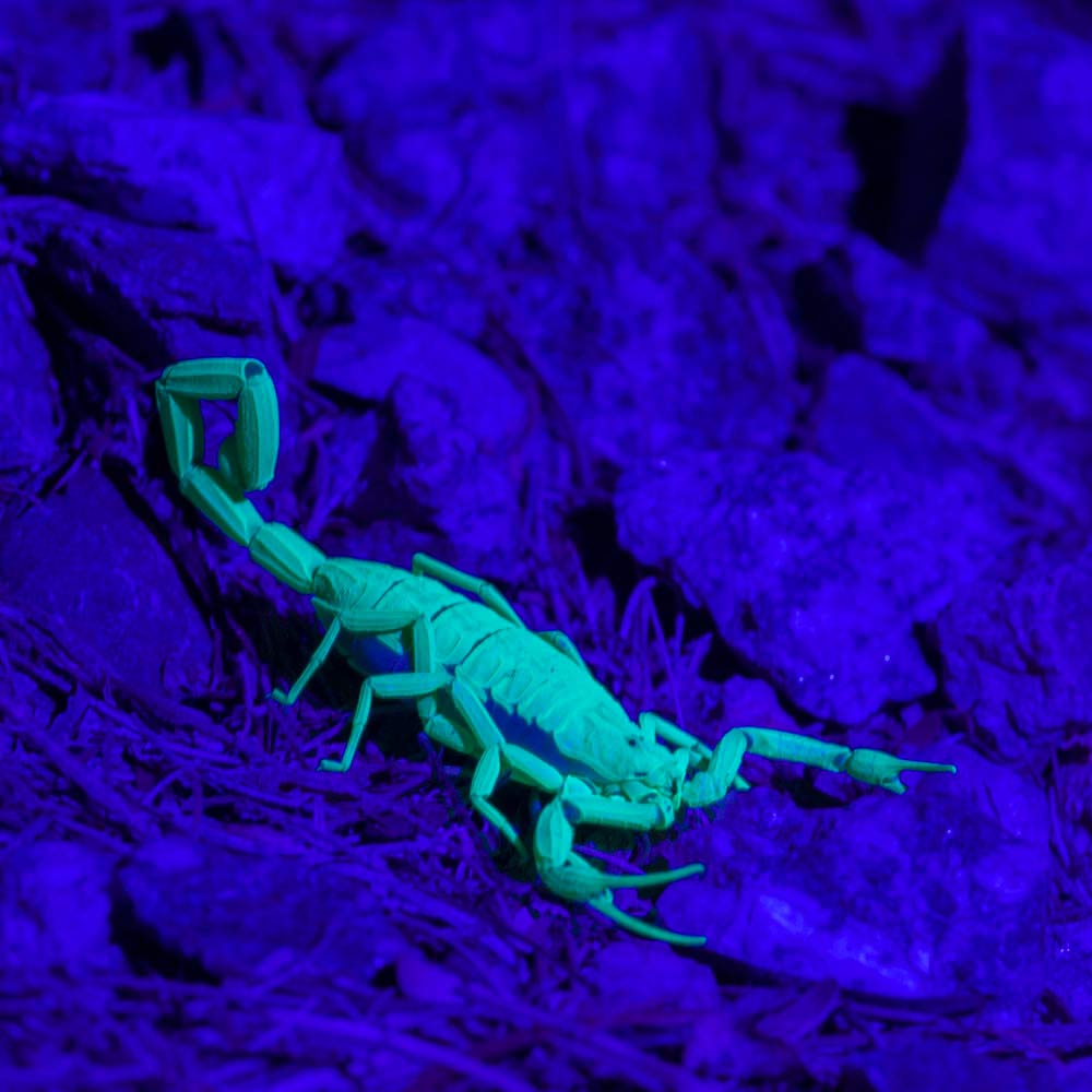 scorpion