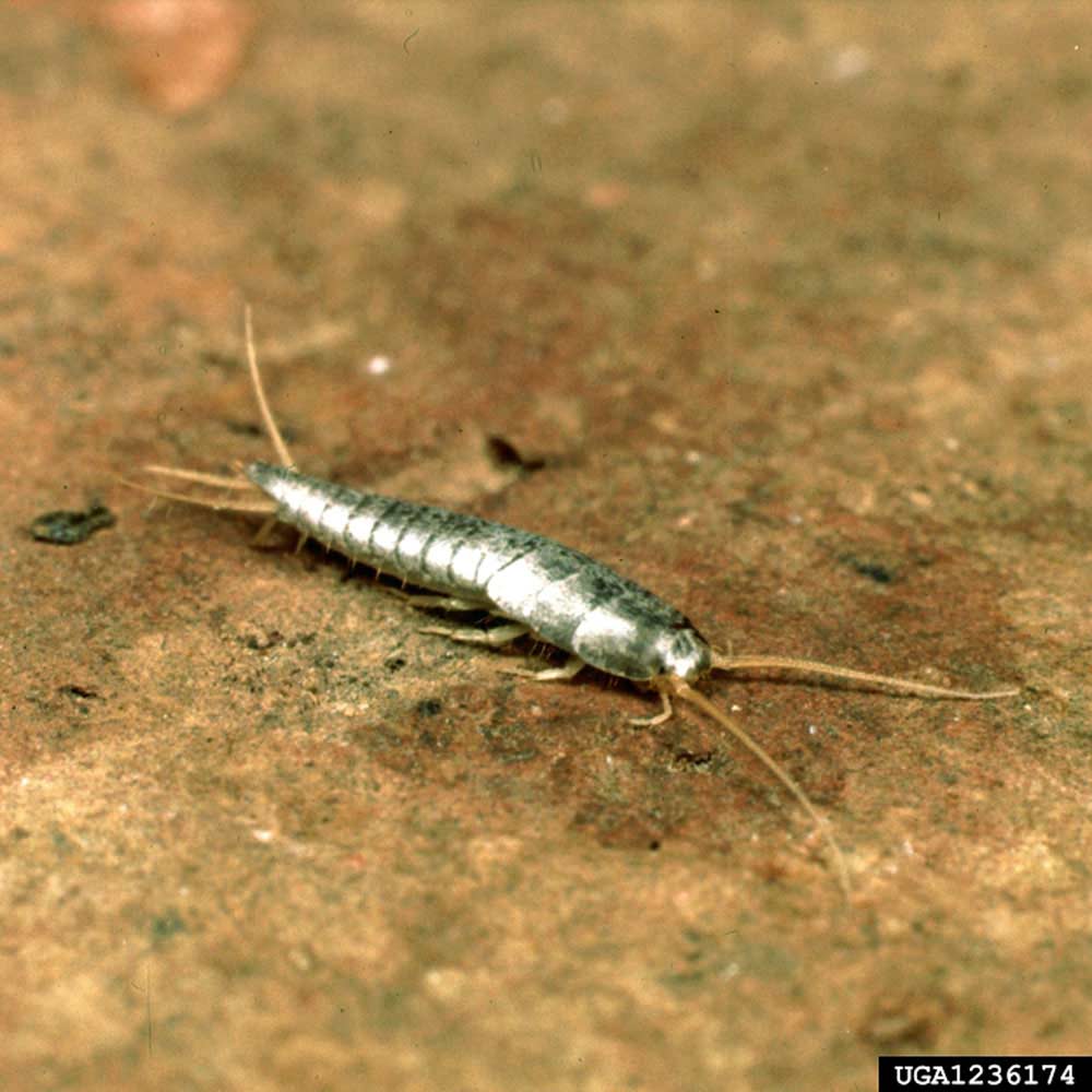 silverfish