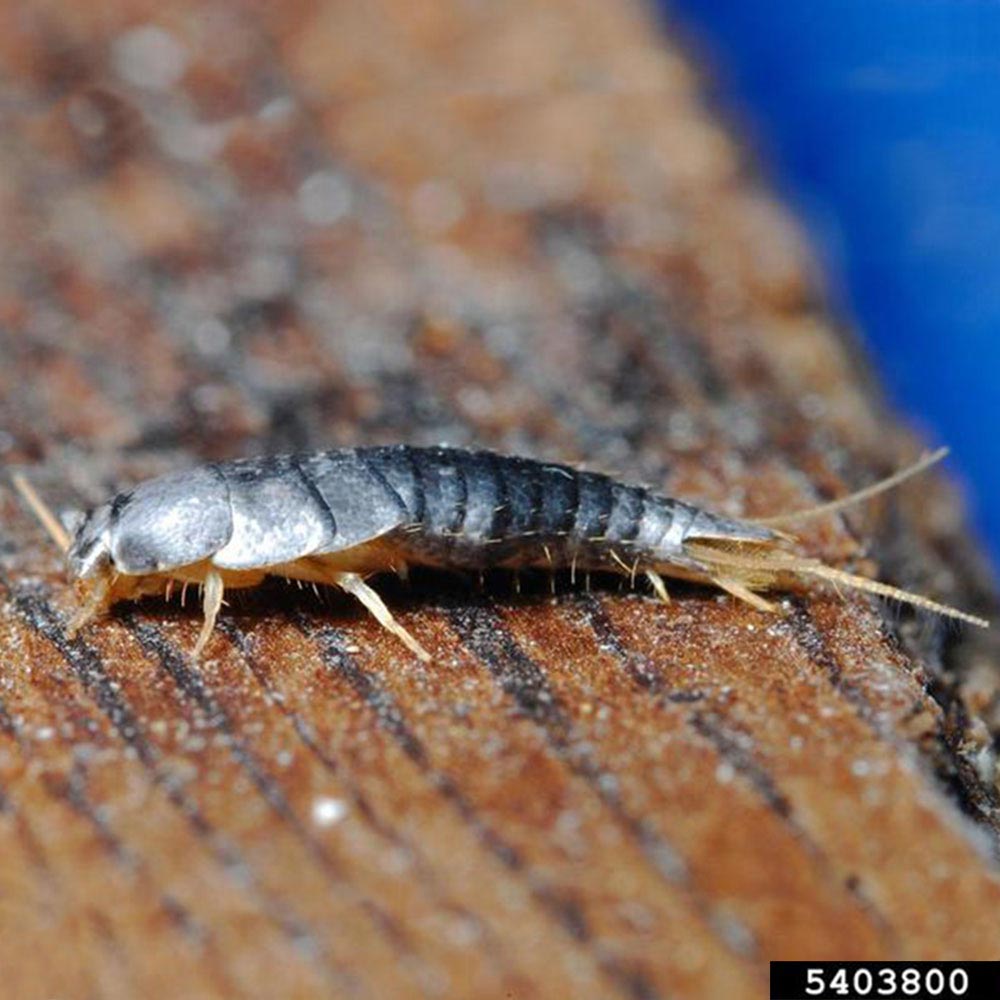 silverfish