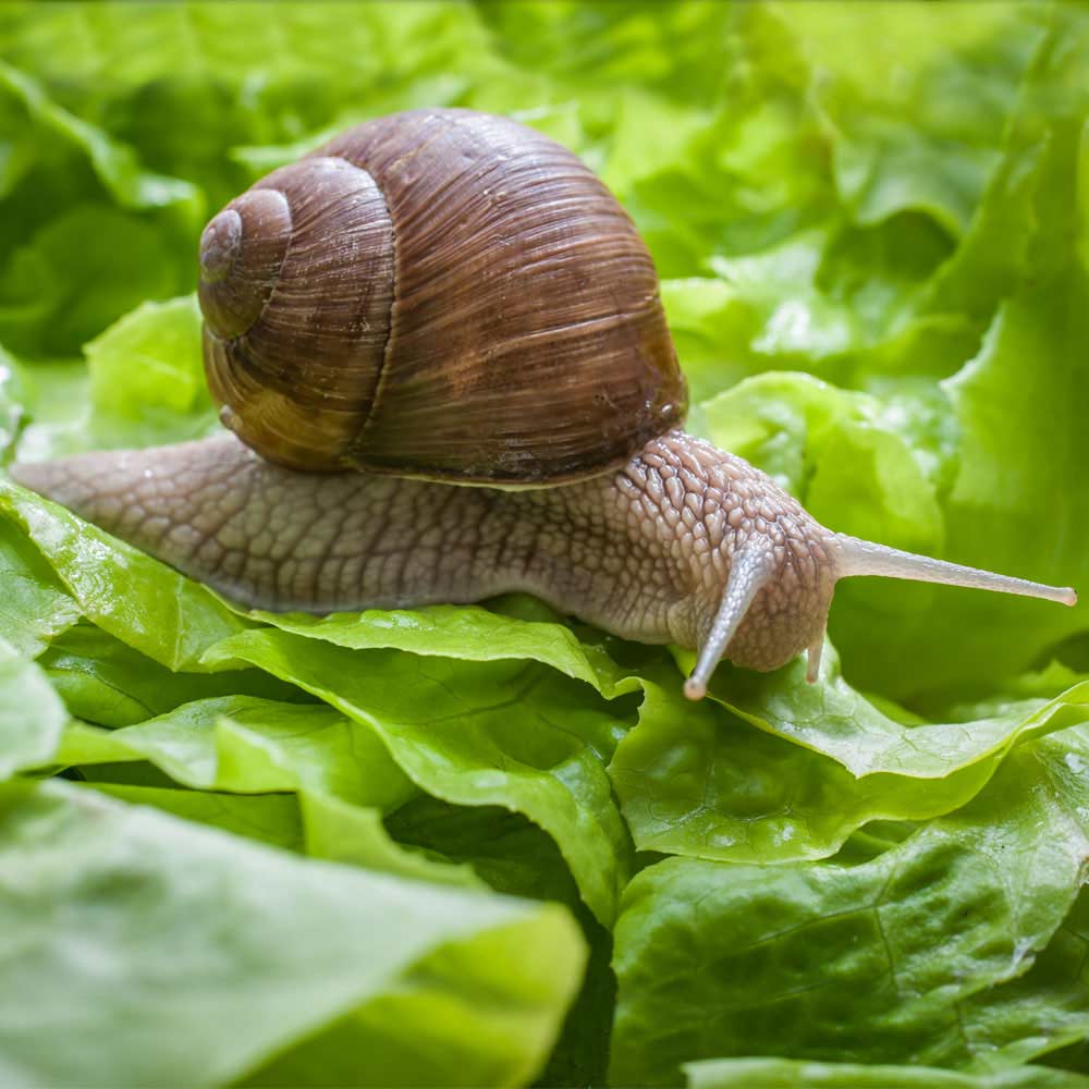 snail on leaf