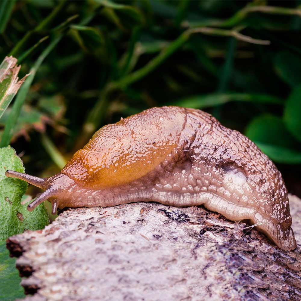 slug