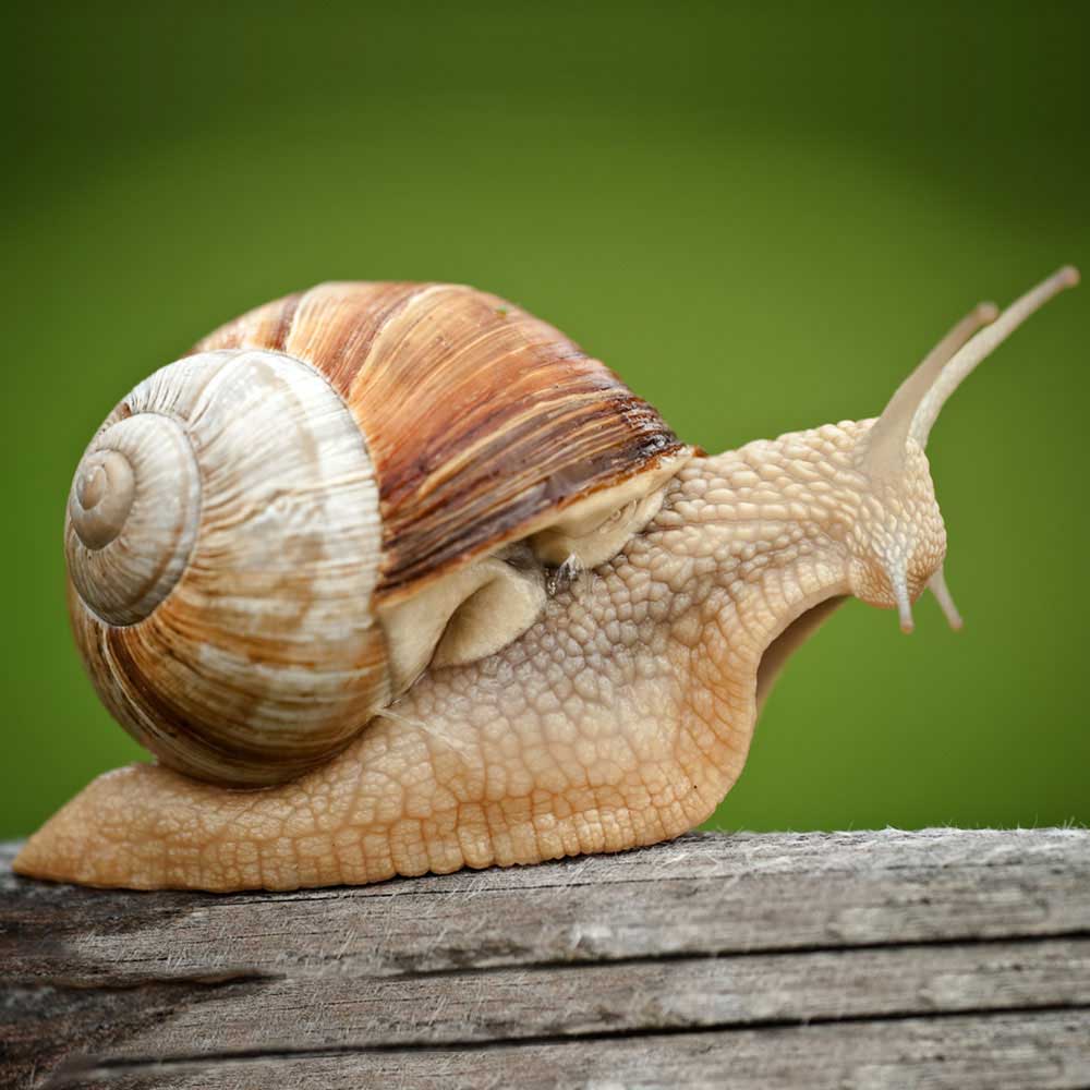 snail