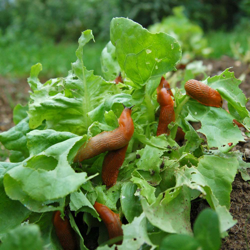 slug infestation