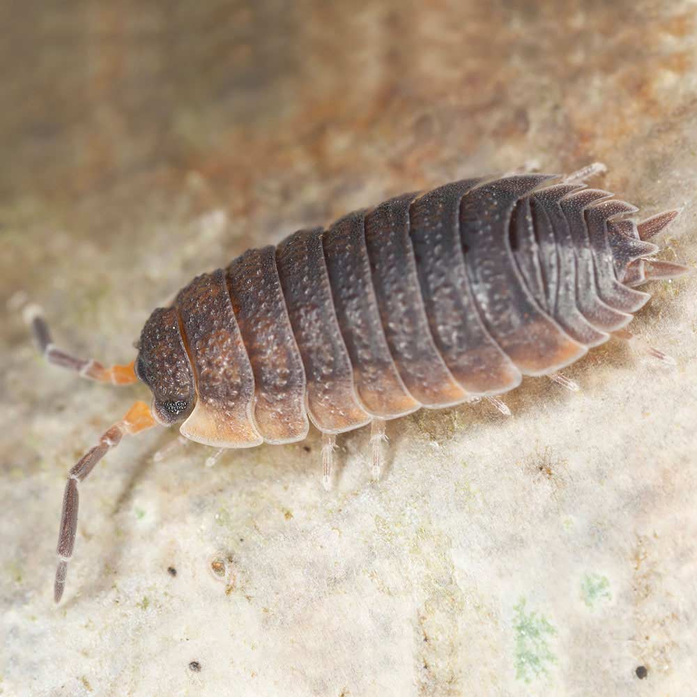 sowbug
