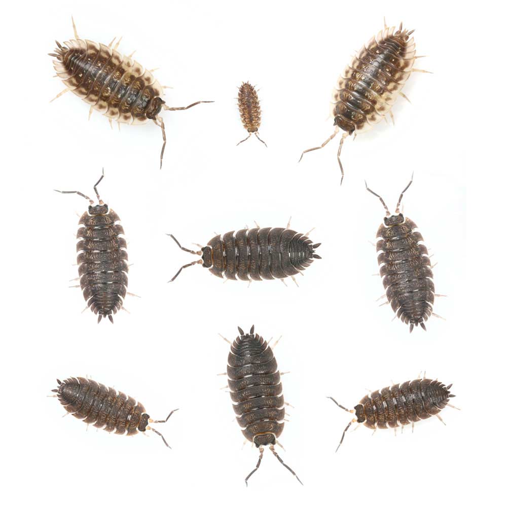 sowbugs