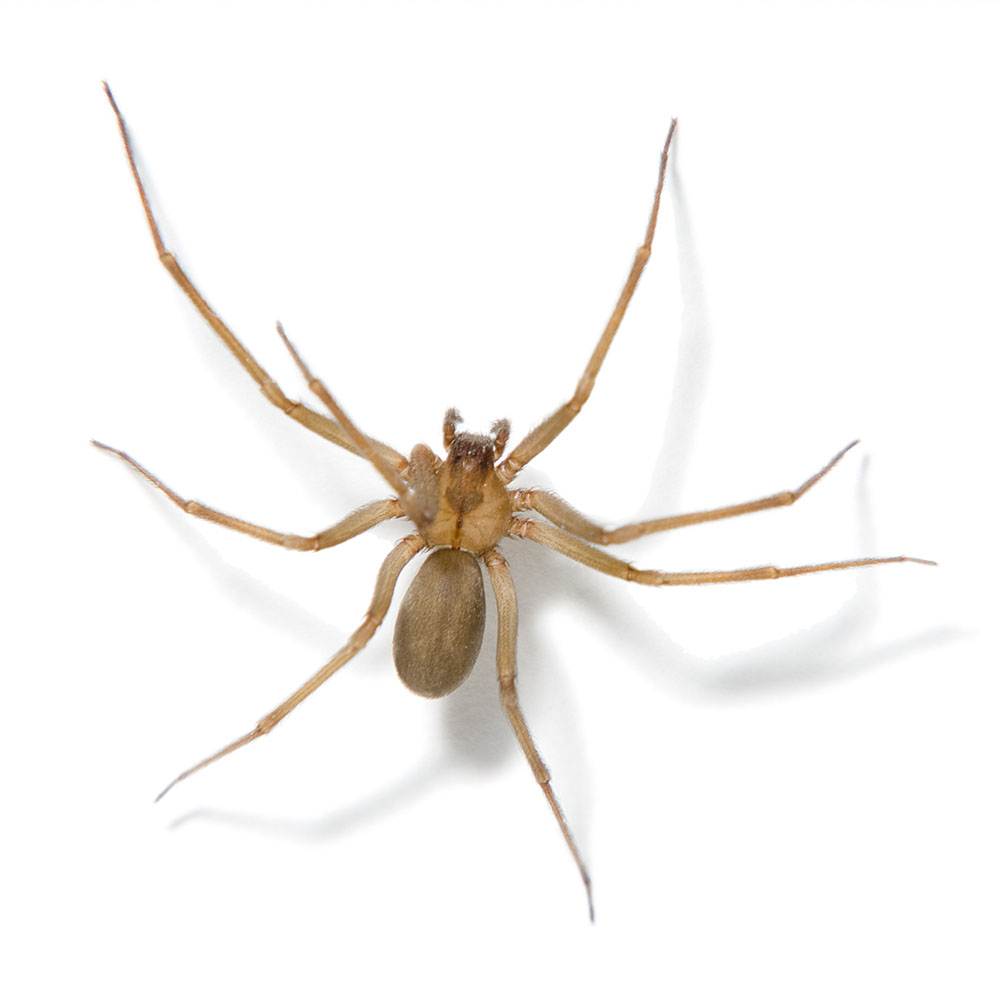Florida Spiders - Brown Recluse Spider - Black Widow Spider - Learn More