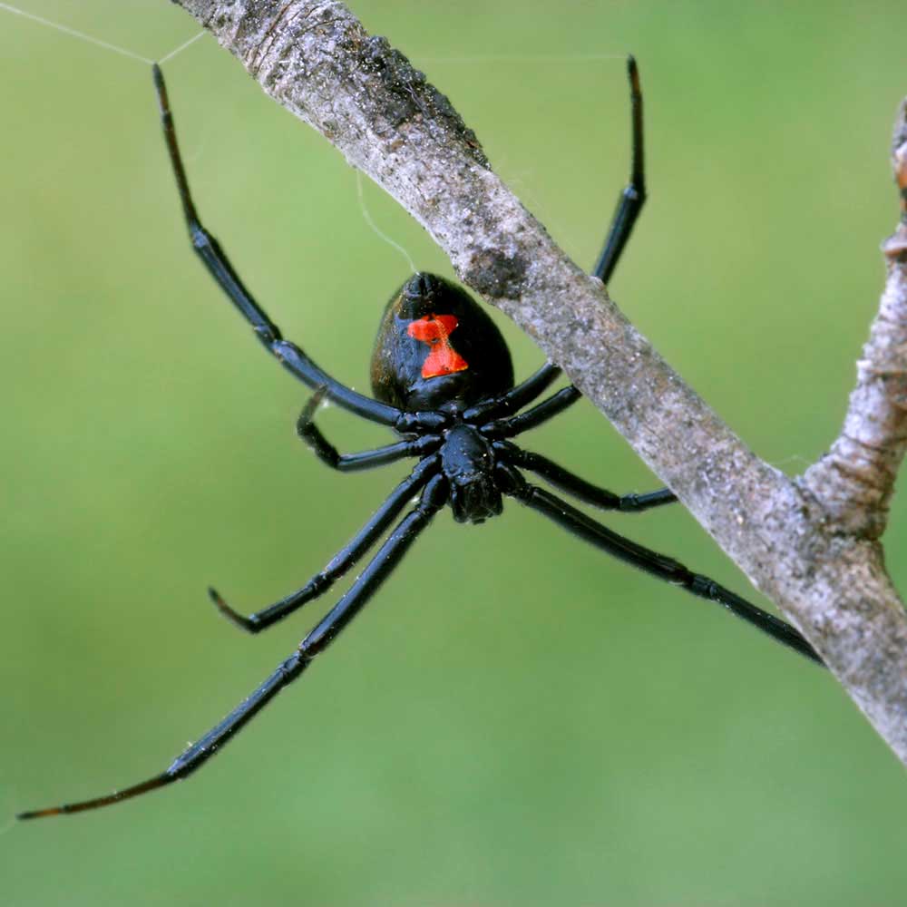 spider