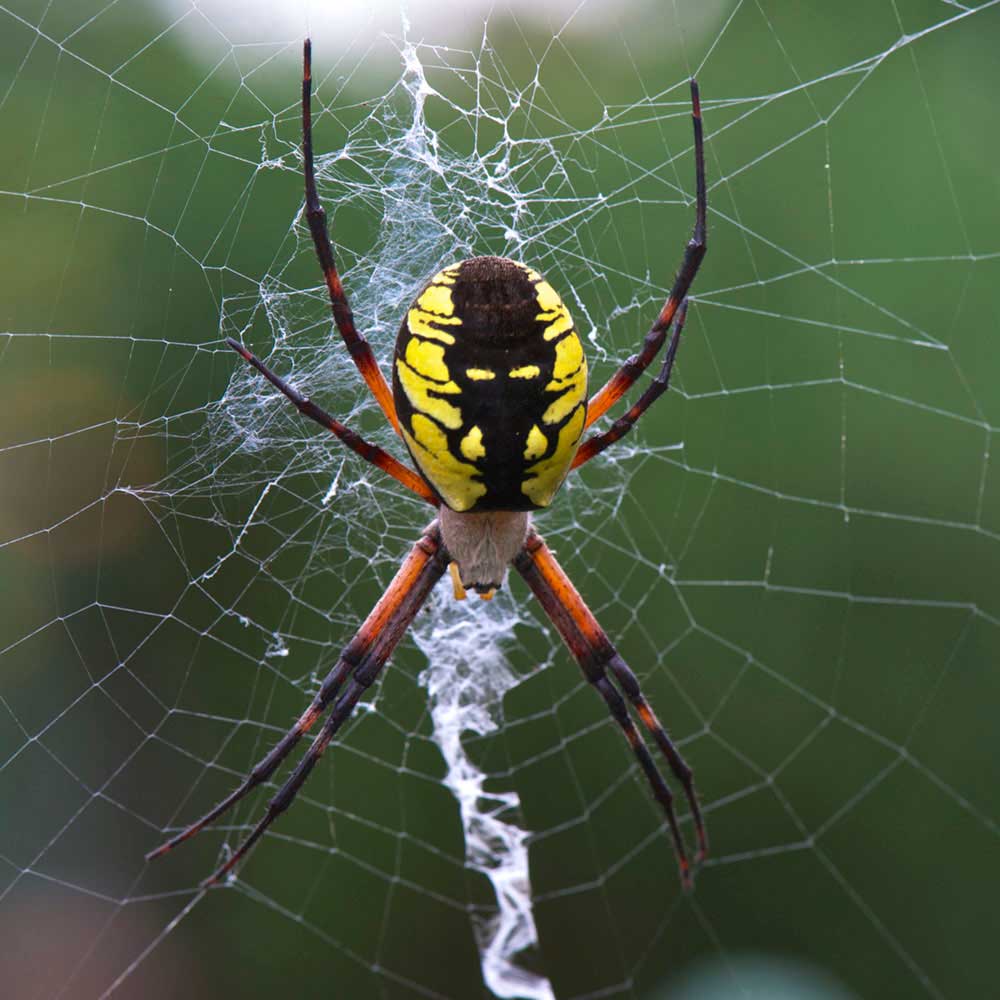 spider in web