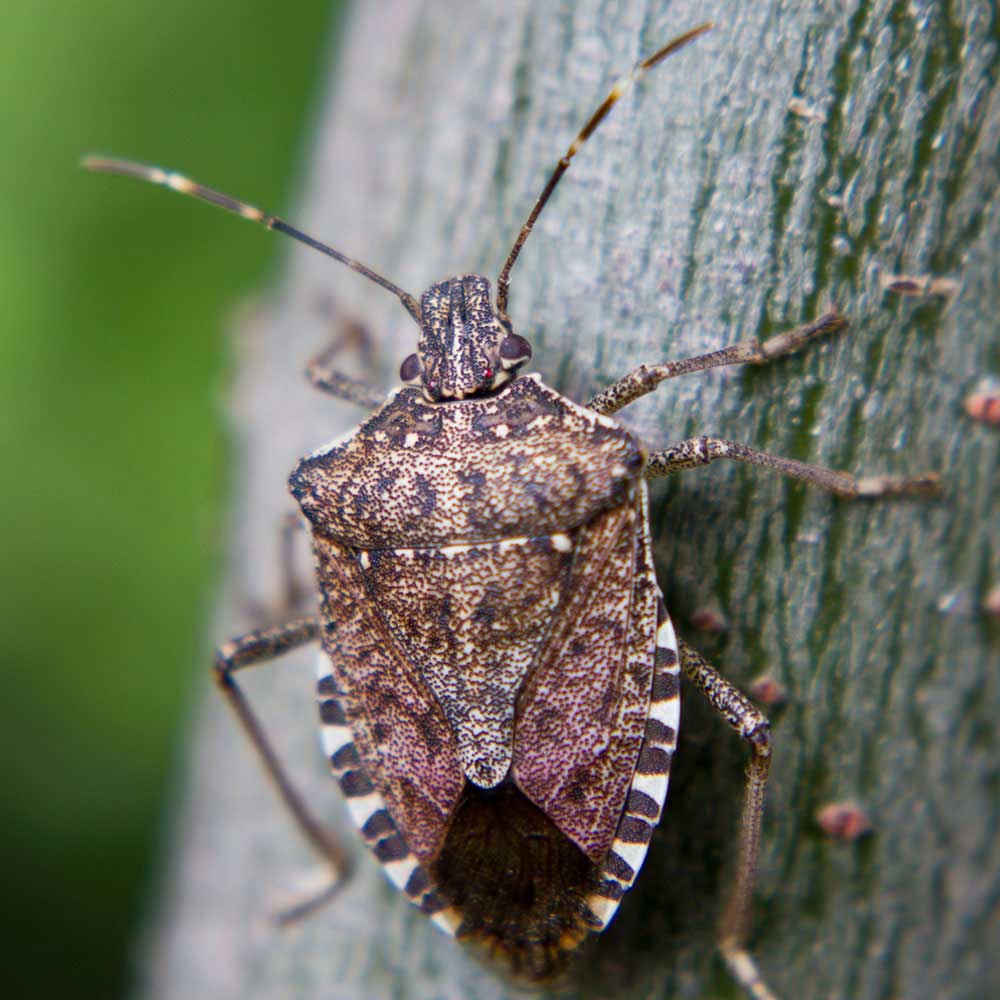 stink bug