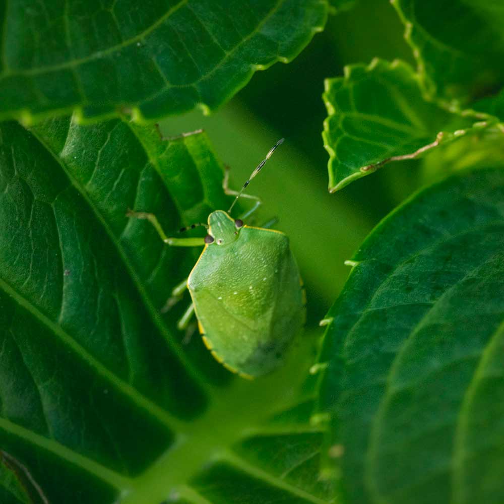 stink bug