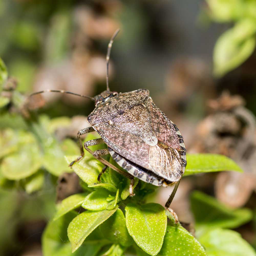 stink bug