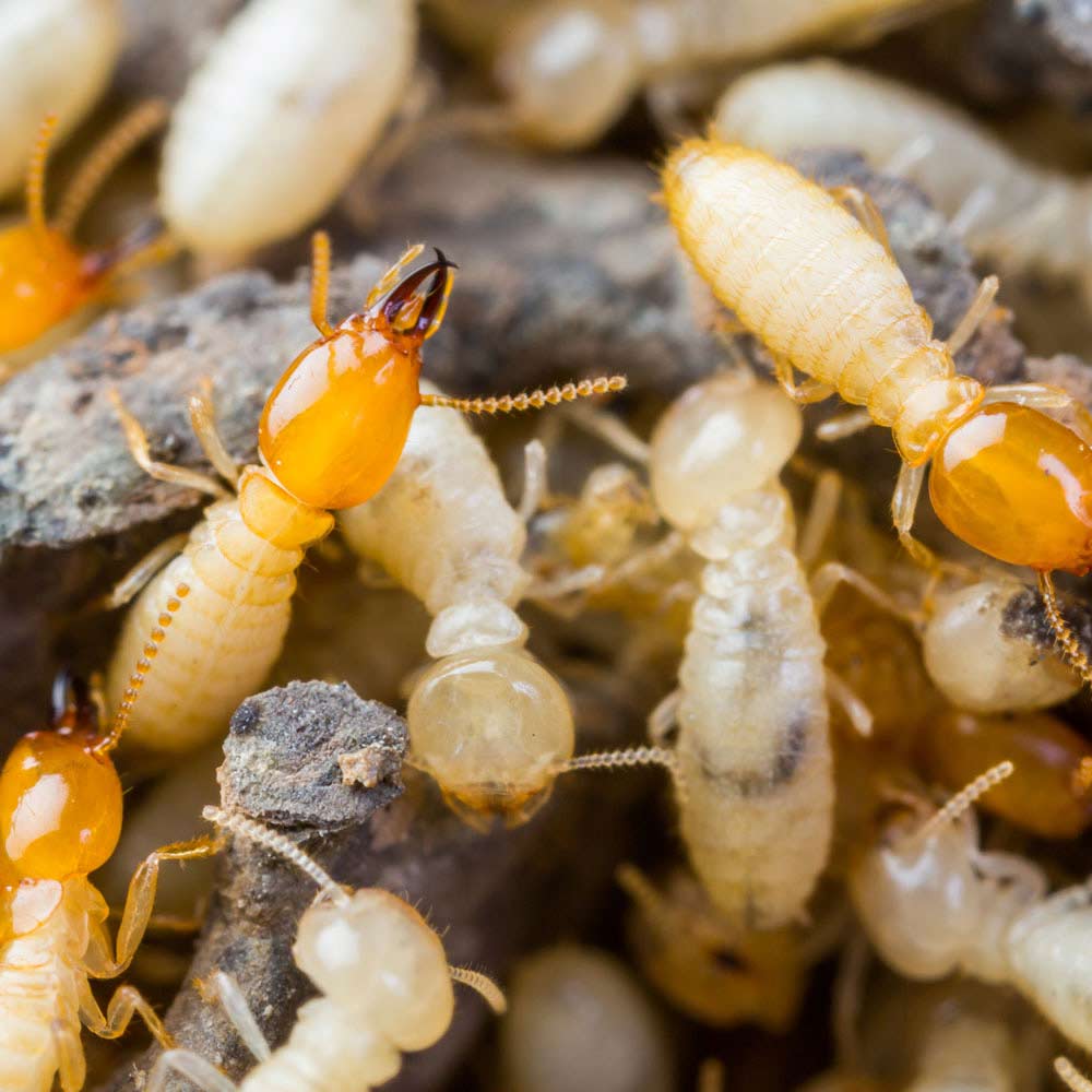 termites