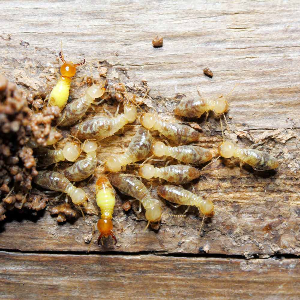 termite damage