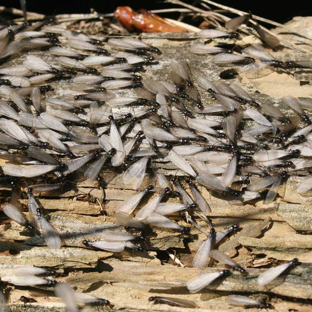 termites