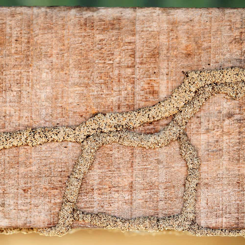 termites