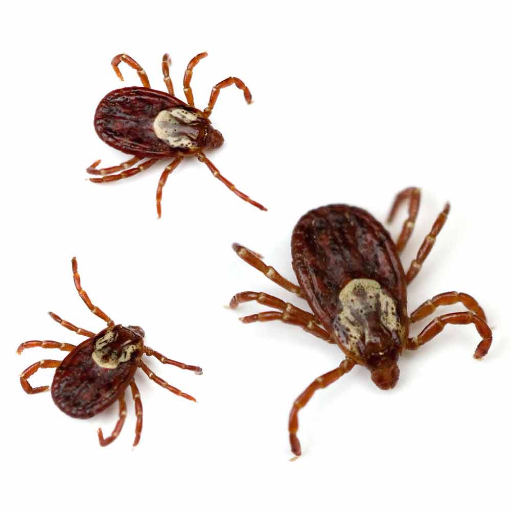 ticks
