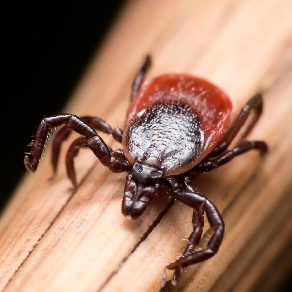 tick