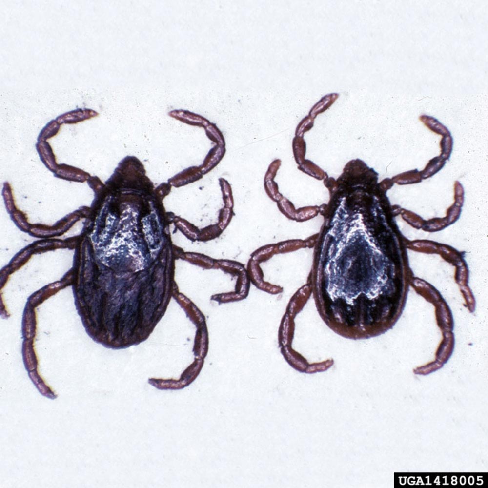 ticks
