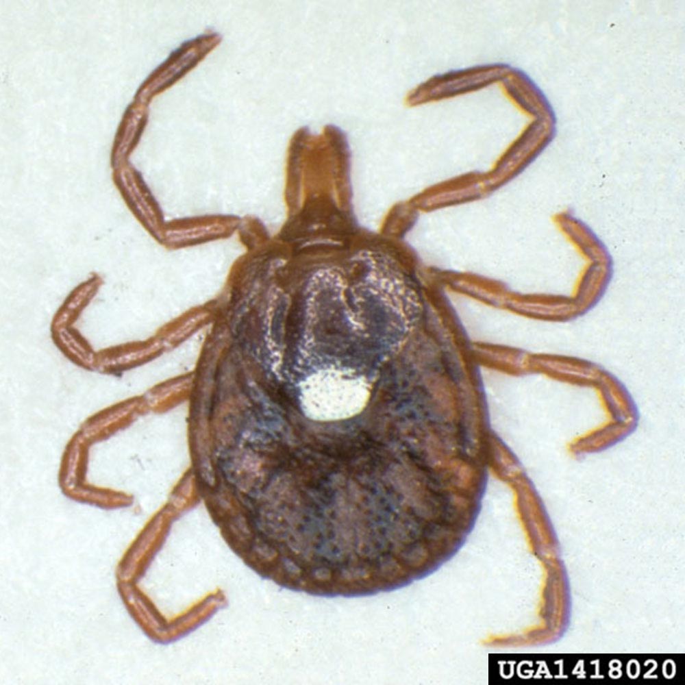 tick