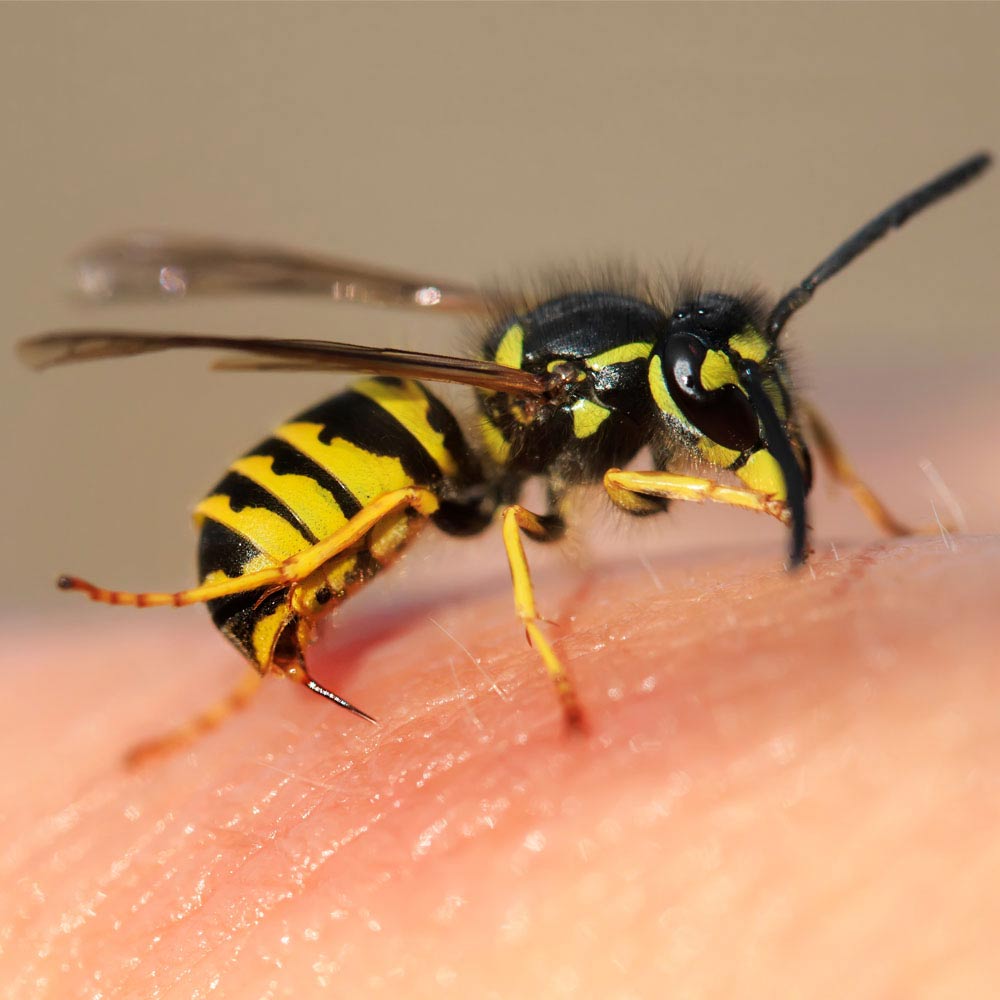 stinging wasp