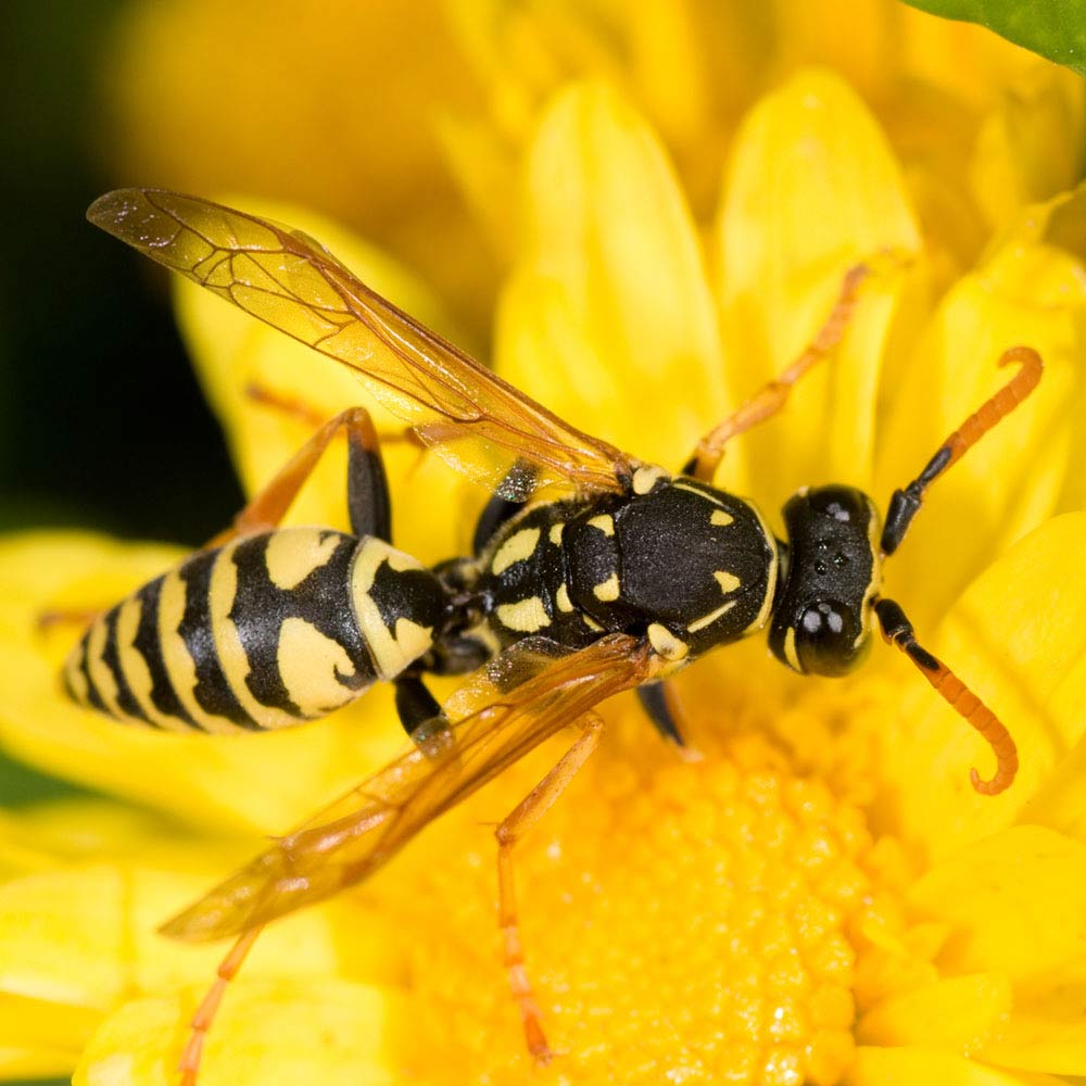 wasp