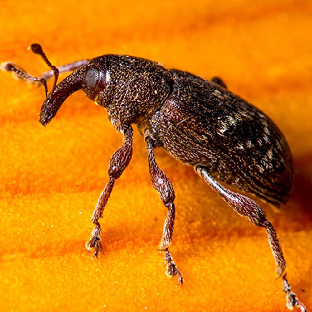 closeup warren root collar weevil