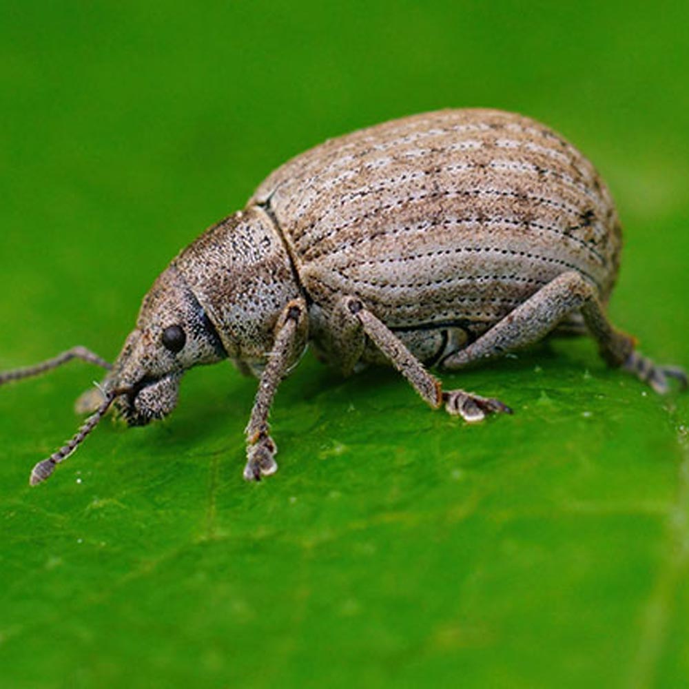 grey colored european weevil beetle closeup
