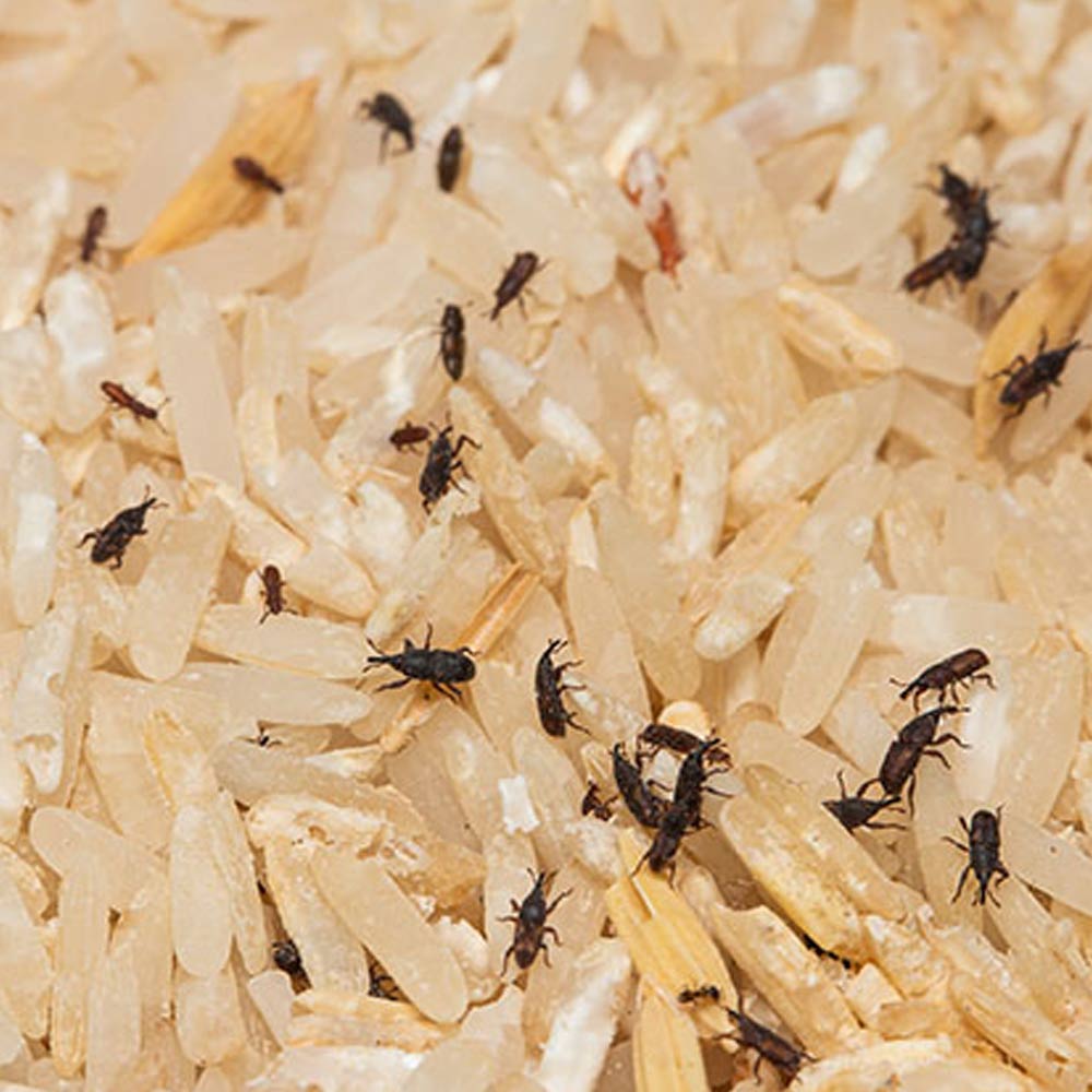 infestation rice weevil beetles