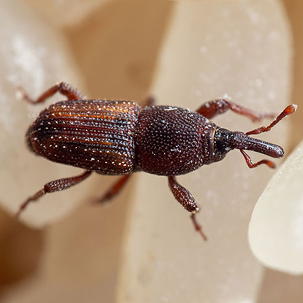 rice weevil on rice