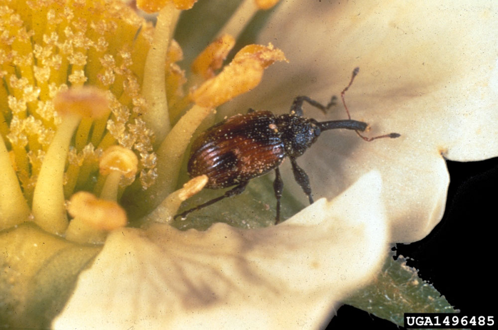 weevil inside flower