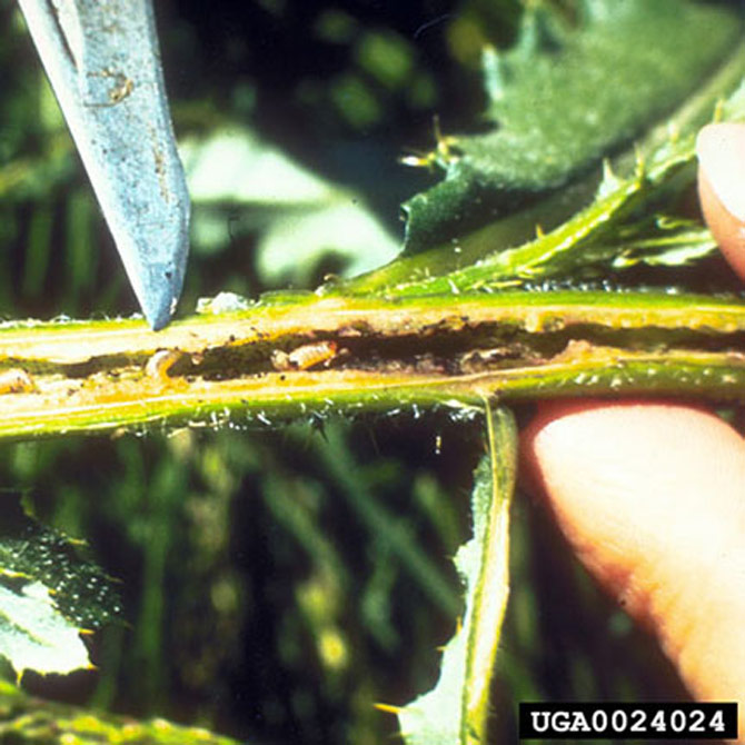 weevil larvae inside plant