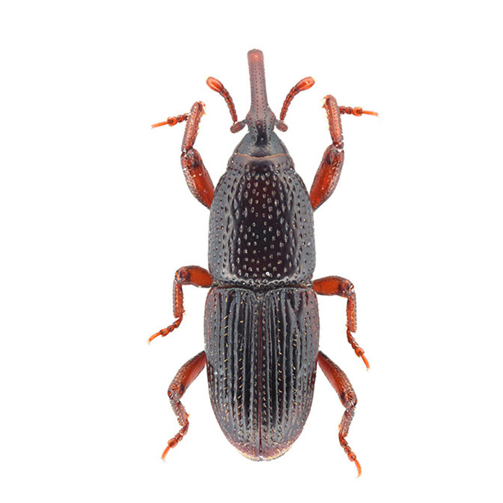 wheat-weevil-gallery