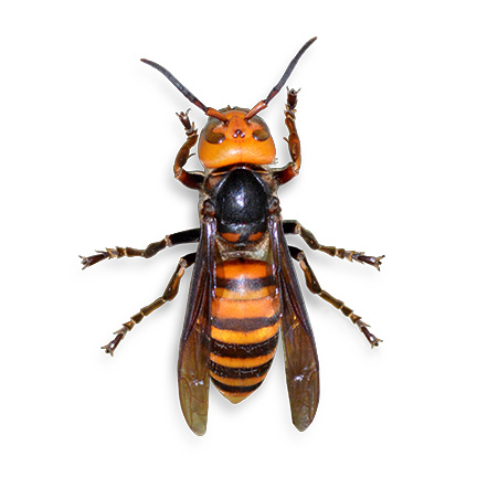 giant hornet