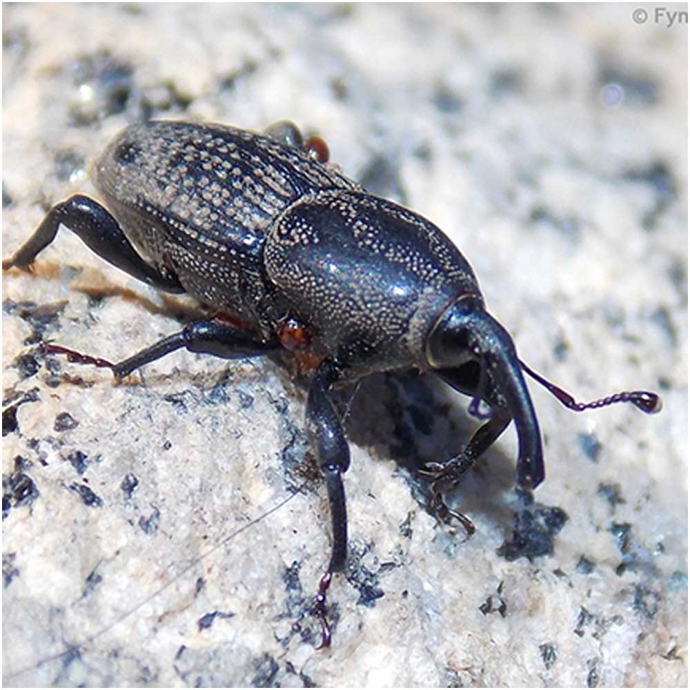 adult billbug