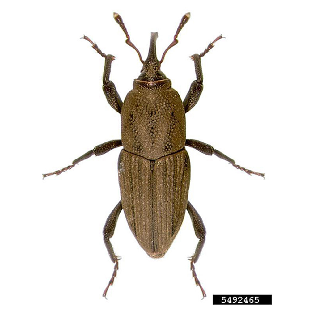 billbug