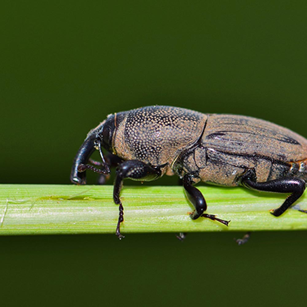 billbug on split grass blade