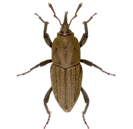 billbug