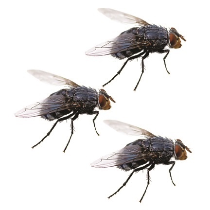 Flies shop