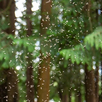 black-fly-infestation