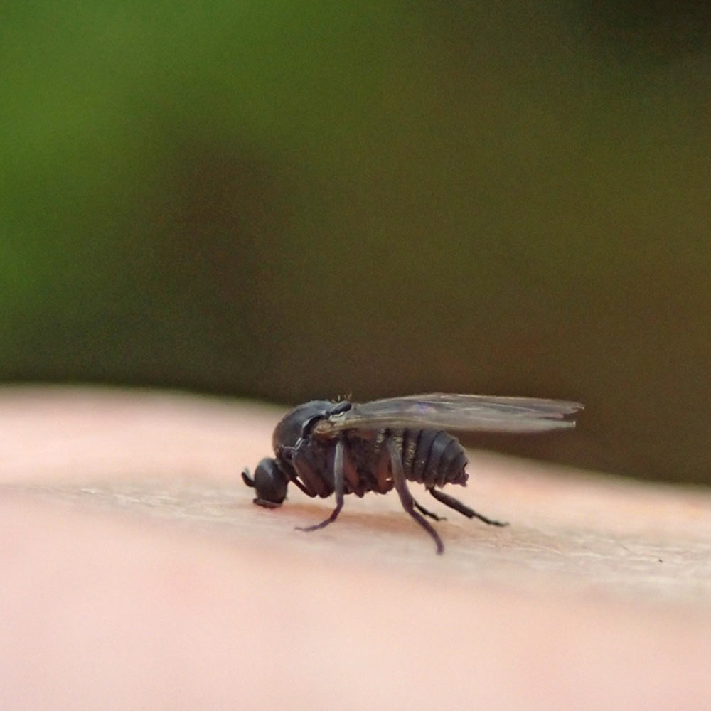black-fly-landing